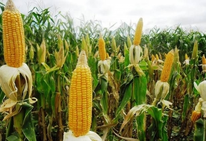 Lagu Menanam Jagung Ada Di Mapel Sd Halaman 1 Kompasiana Com Lagu Menanam Jagung Ada Di Mapel Sd Halaman 1 Kompasiana Com