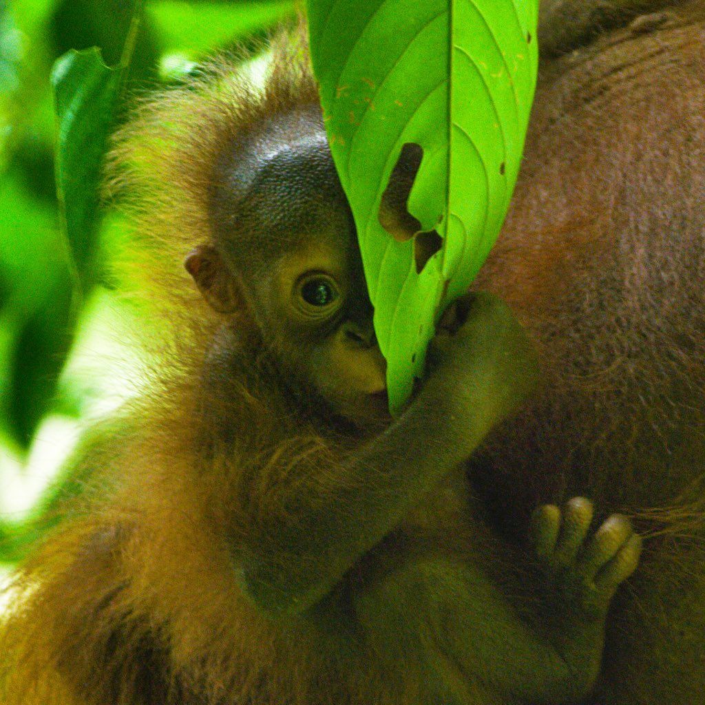 Bagaimana Nasib Hutan Dan Orangutan Dengan Pindahnya Ibu Kota Ke Bagaimana Nasib Hutan Dan Orangutan Dengan Pindahnya Ibu Kota Ke