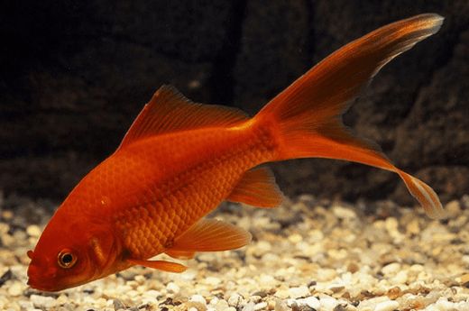 5 Jenis Ikan Komet Cantik yang Bisa Kamu Pelihara Halaman 5 Jenis Ikan Komet Cantik yang Bisa Kamu Pelihara Halaman