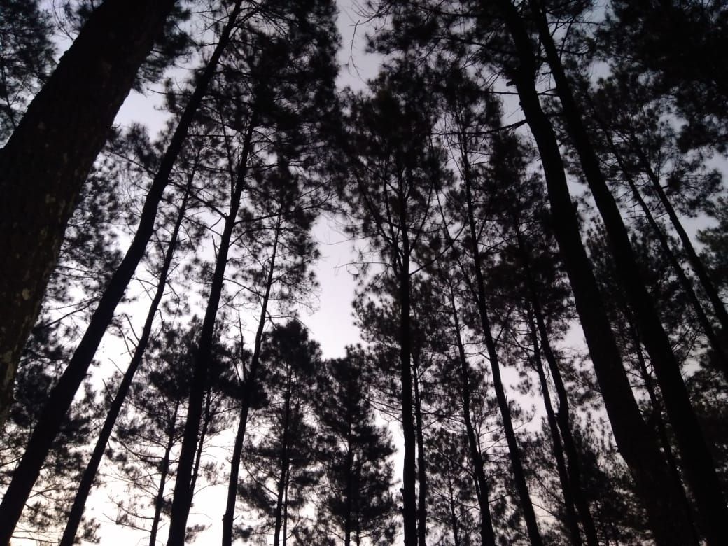 Keindahan Hutan Pinus Batealit Membuat Hati Sejuk Kompasianacom