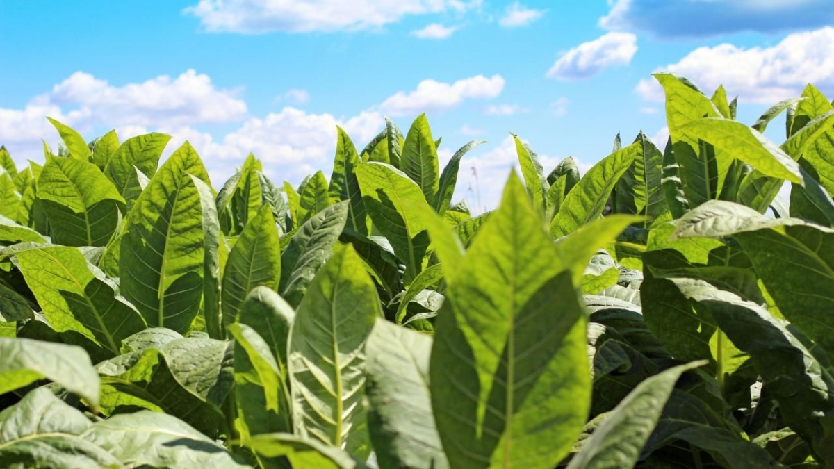 Begini 6 Cara Pengolahan Tembakau Sebelum Dijadikan Rokok Begini 6 Cara Pengolahan Tembakau Sebelum Dijadikan Rokok