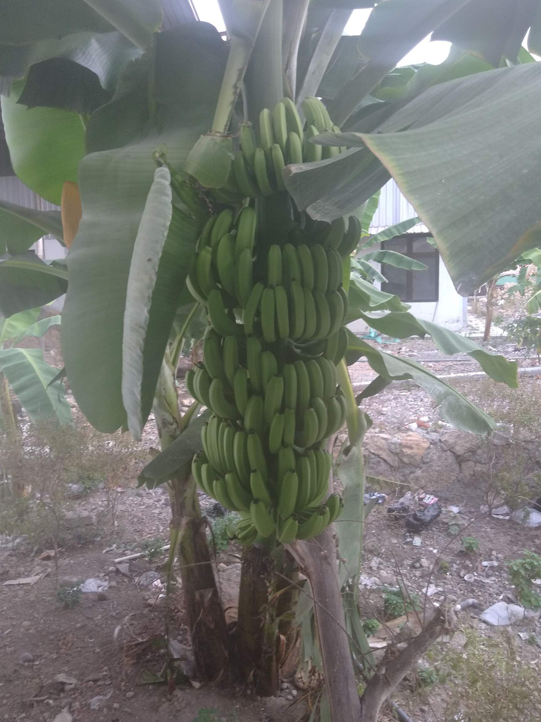 cara tanam pisang nangka