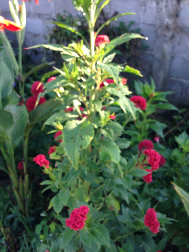 Tanaman Jengger Ayam Yang Menawan Halaman 1 Kompasiana Com Tanaman Jengger Ayam Yang Menawan Halaman 1 Kompasiana Com