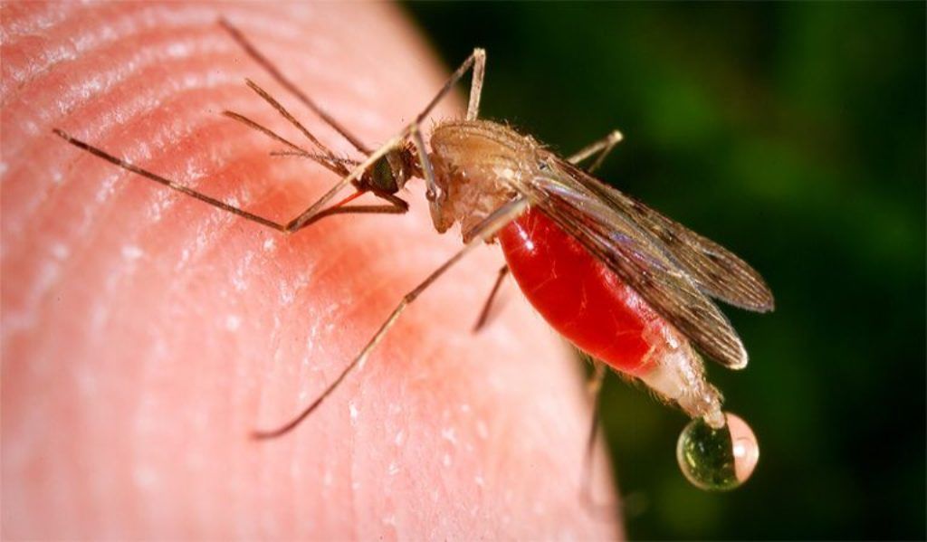 Kenapa nyamuk makan darah