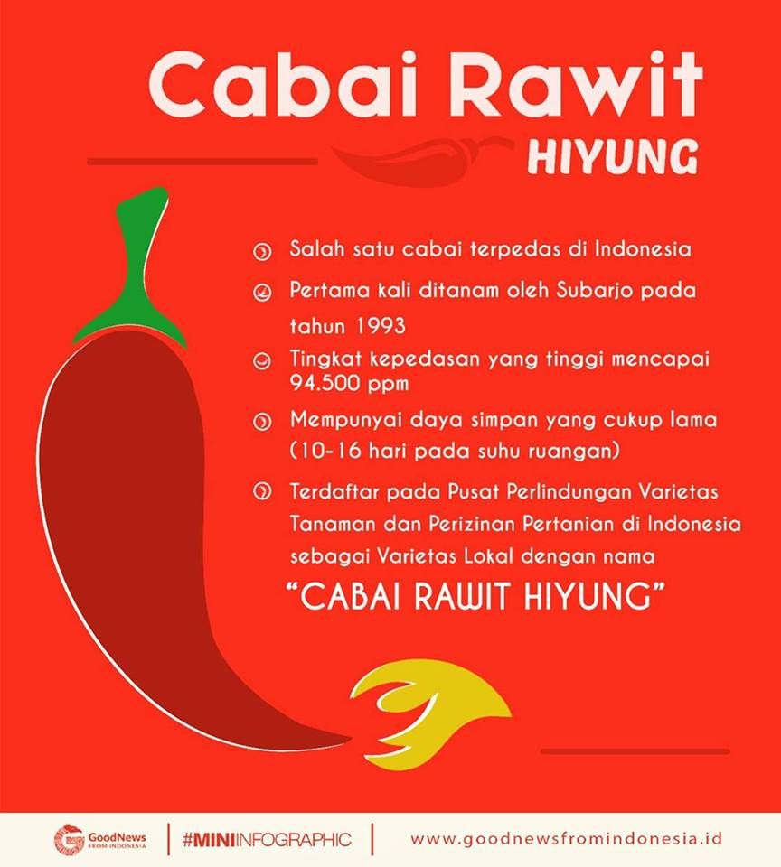 Mengenal Cabai Hiyung, Salah Satu Cabe Terpedas Dunia dari Kalimantan Selatan Halaman 1 - Kompasiana.com