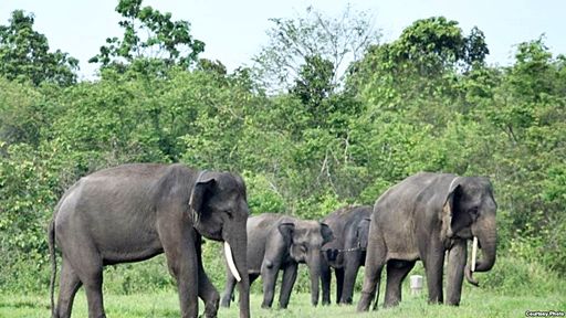 Way Kambas Lampung Timur - Jrocks