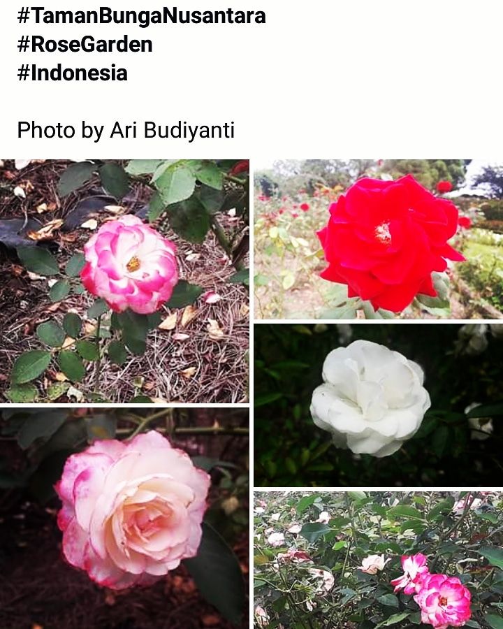 Semerbak Aneka Mawar Di Taman Bunga Nusantara Halaman All