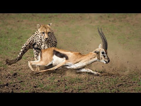 Belajar Dari Psikologi Mental Berlari Rusa Vs Macan Halaman 1 Kompasiana Com