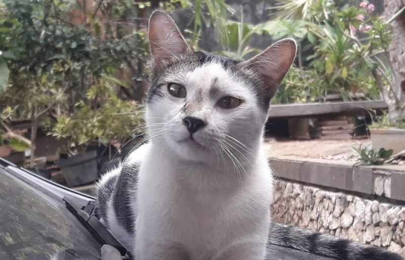 Kucing Obyek Foto Yang Menyenangkan Halaman All Kompasiana Com