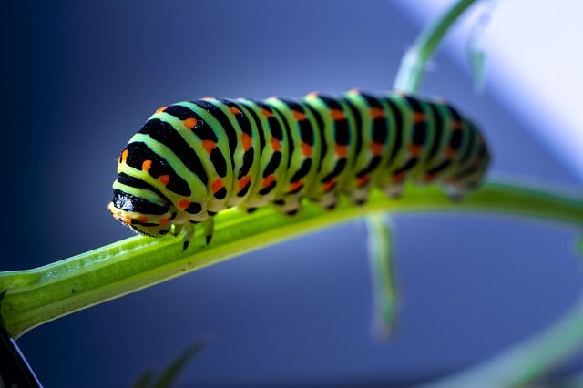 5100 Gambar Kolase Ulat Gratis Kumpulan Gambar Kolase 5100 Gambar Kolase Ulat Gratis Kumpulan Gambar Kolase