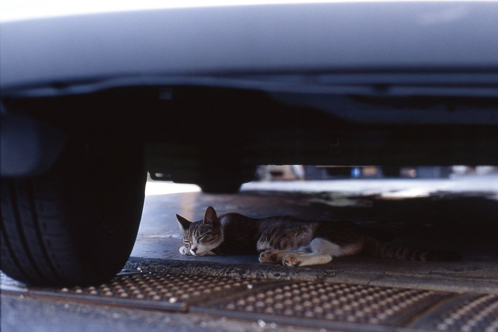 Kucing Berada di Kolong Mobil, Pertanda Apa? - Kompasiana.com