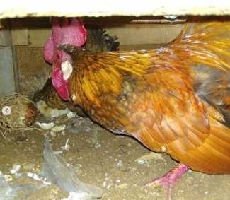 Ayam Kesepuluh Halaman 1 Kompasiana Com Ayam Kesepuluh Halaman 1 Kompasiana Com