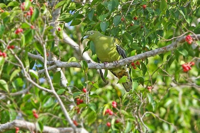 35+ Burung punai tanah makan apa terbaru