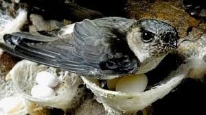 Kreatif Inovatif Sehat Dan Awet Muda Dengan Sarang Burung Walet