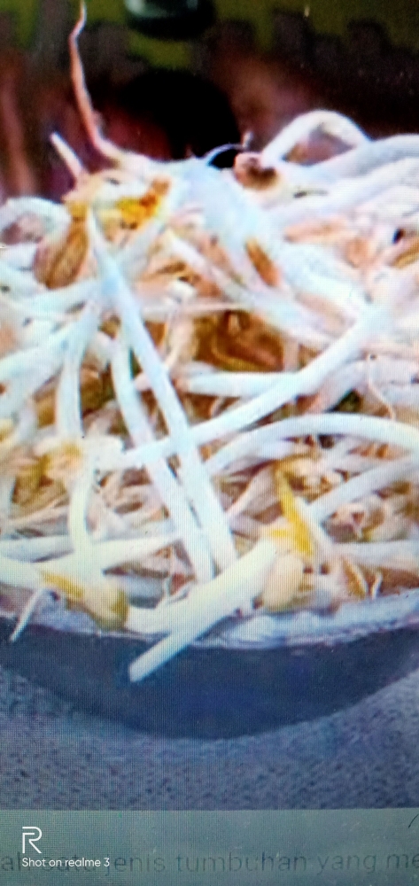 Simple tapi Pasti Apakah Kapas Bisa Digunakan Menanam Simple tapi Pasti Apakah Kapas Bisa Digunakan Menanam