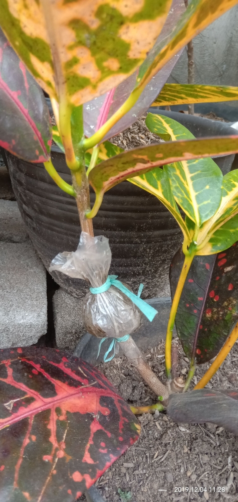 Cara Perkembangbiakan Bunga Puring dengan Cara Stek dan Cara Perkembangbiakan Bunga Puring dengan Cara Stek dan