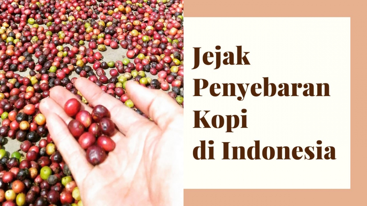 Menelusuri Jejak Penyebaran Varietas Kopi di Indonesia Menelusuri Jejak Penyebaran Varietas Kopi di Indonesia