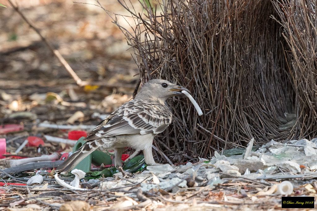 Kumpulan gambar untuk Belajar mewarnai: gambar burung