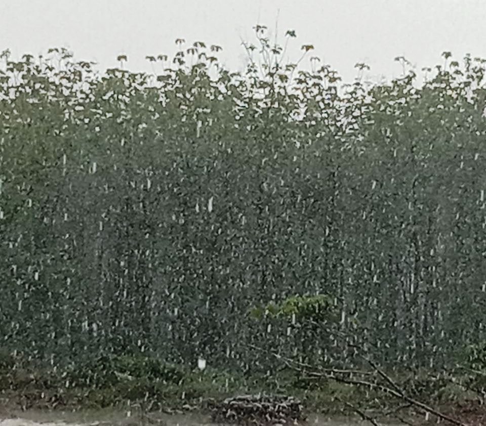 Cerpen Hujan Lebat Di Kebun Jati Yang Rontok Halaman All