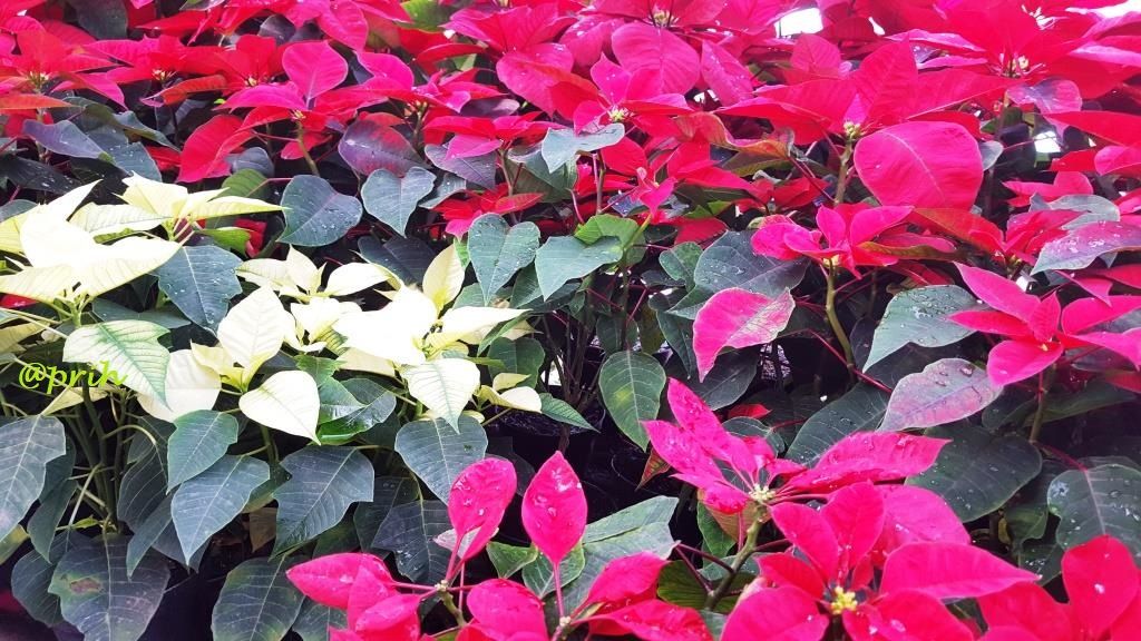 Kastuba Flower of the Holy Night Antara Keindahan Aura Kastuba Flower of the Holy Night Antara Keindahan Aura