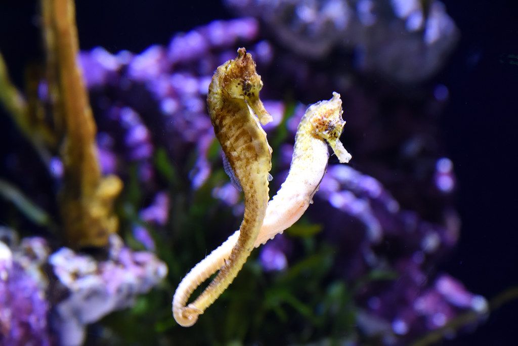 Biologi Laut  Bukan Betina Kuda Laut  Jantan Hamil dan  Biologi Laut  Bukan Betina Kuda Laut  Jantan Hamil dan