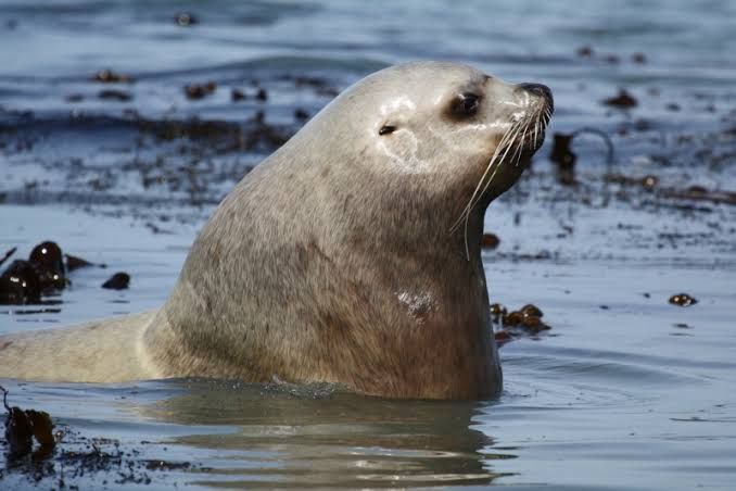 Biologi Laut Penangguhan Sebagian Pencernaan Singa Laut Eumetopias Jubatus Saat Menyelam Halaman 1 Kompasiana Com