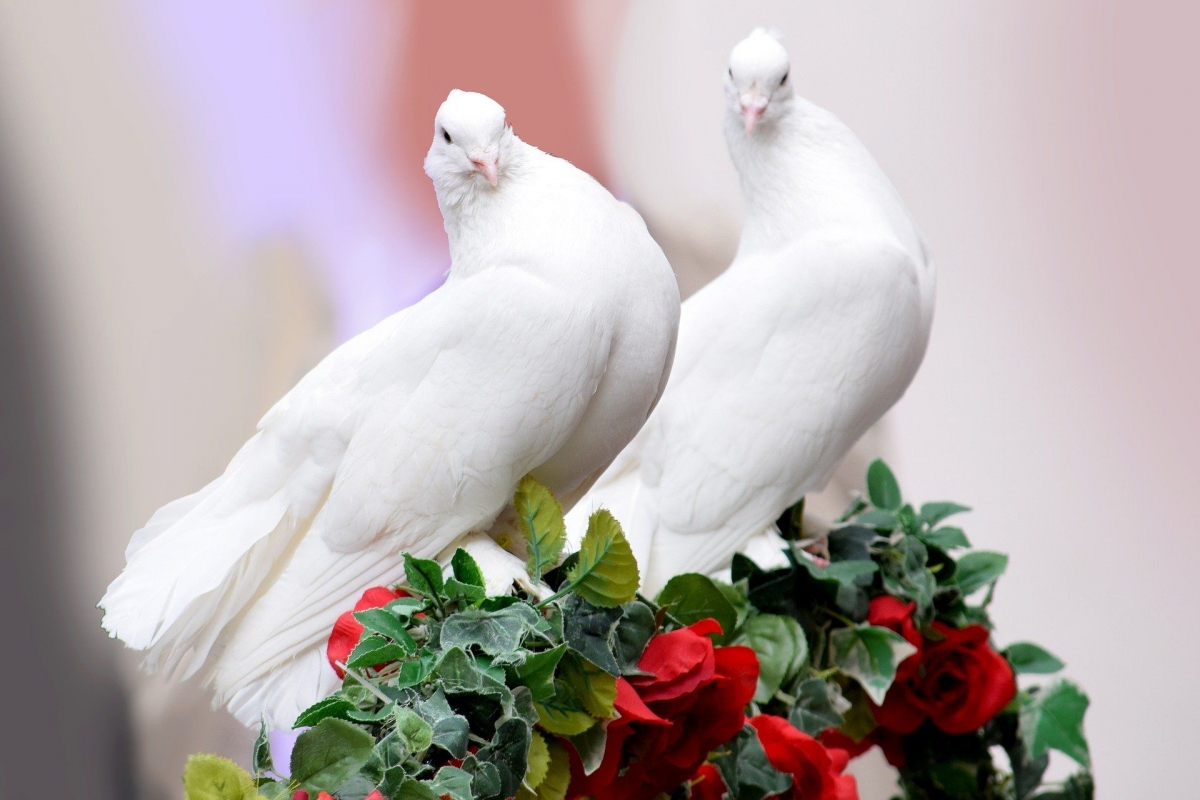 Fakta di Balik Burung Merpati sebagai Simbol Cinta Halaman 1 -  Kompasiana.com