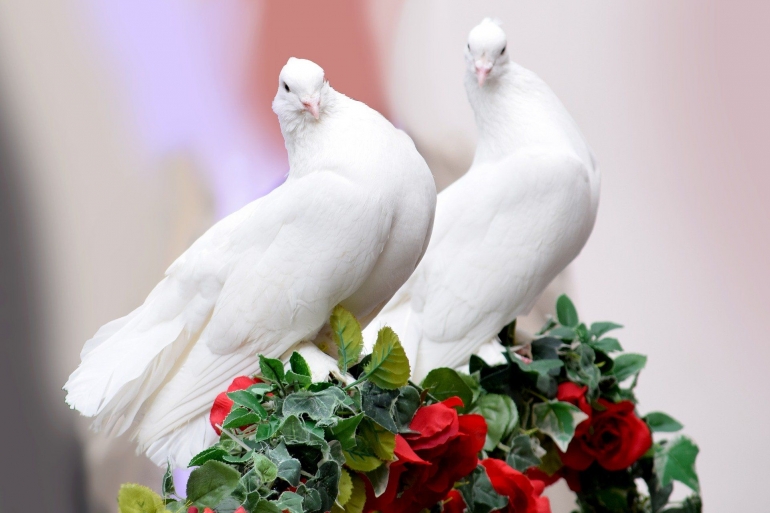 Burung Membawa Bunga Indah Steemit