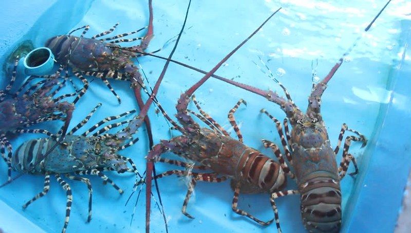 Bayi Lobster dan Profit Jangka Pendek Halaman 2 - Kompasiana.com