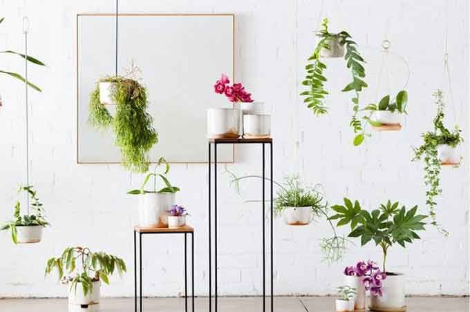 Cara  Menanam  Tanaman  Hias  Gantung  Mudah Cepat   Cara  Menanam  Tanaman  Hias  Gantung  Mudah Cepat