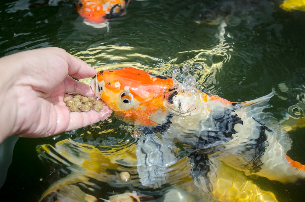 Cara Membuat Sendiri Makanan Ikan Koi yang Bernutrisi Tinggi