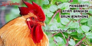 Mengobati Ayam Bangkok Dengan Daun Binahong Kompasiana Mengobati Ayam Bangkok Dengan Daun Binahong Kompasiana