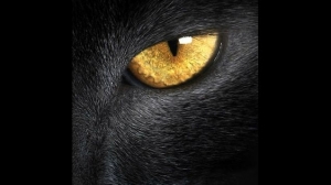 Seputar Mitos Kucing Hitam Halaman All Kompasiana Com