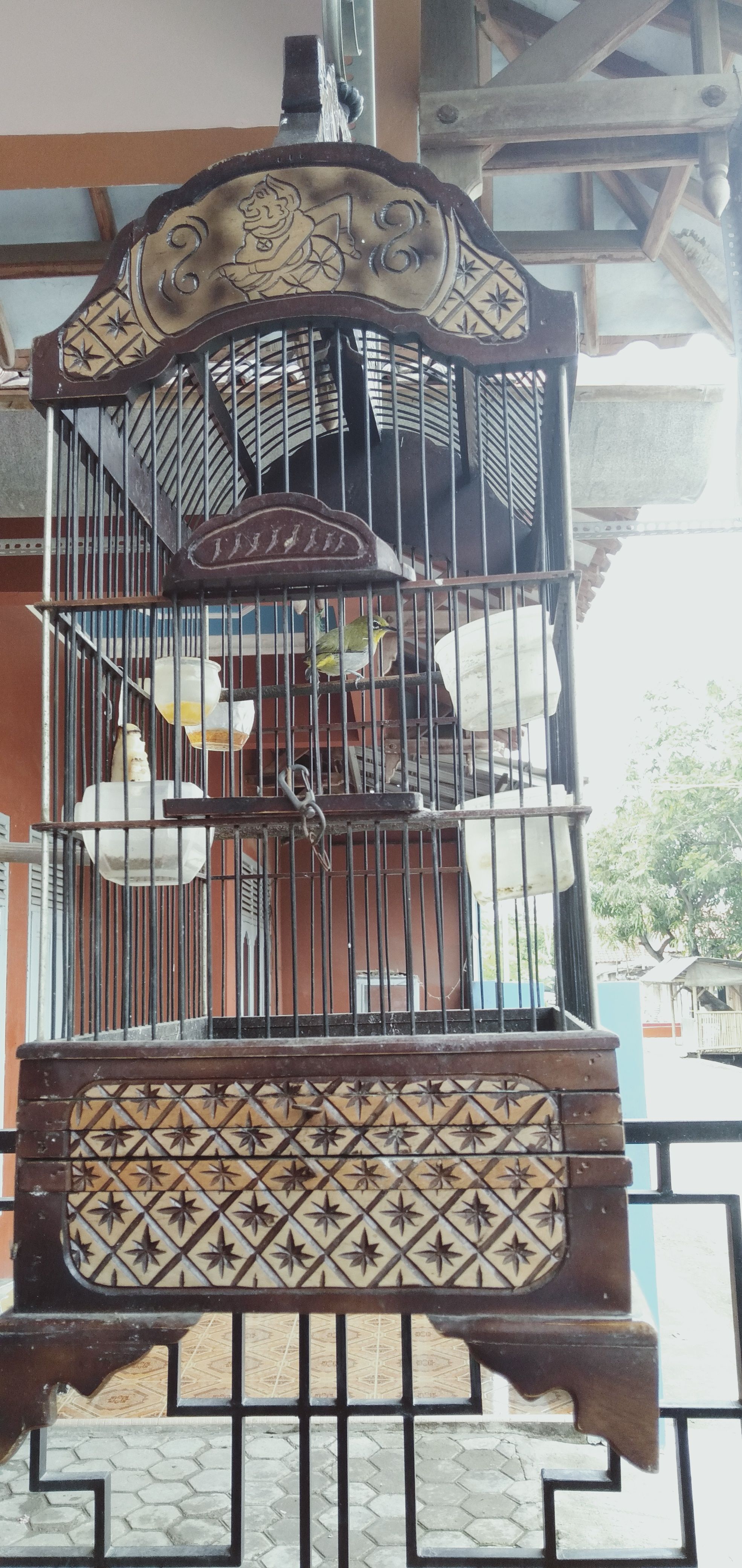 19++ Harga burung pleci dakun bali terupdate