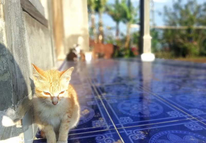 Kami Dan Kucing Kampung Sama Sama Makan Nasi Halaman All Kompasiana Com