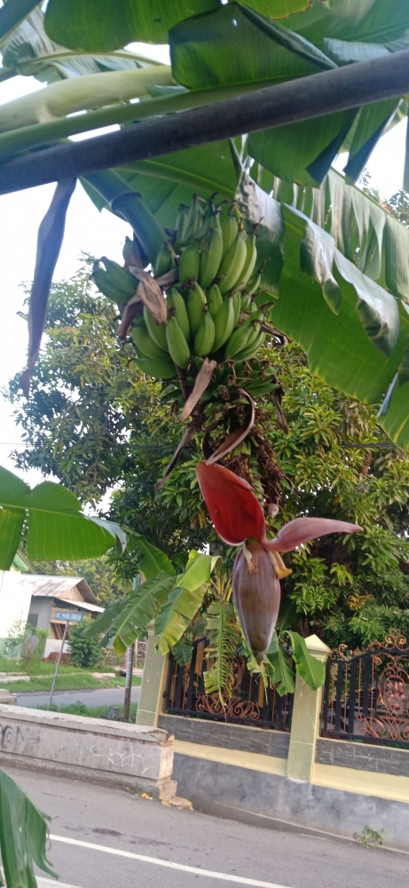 Pisang Klutuk yang Kaya Manfaat Kompasiana com Pisang Klutuk yang Kaya Manfaat Kompasiana com