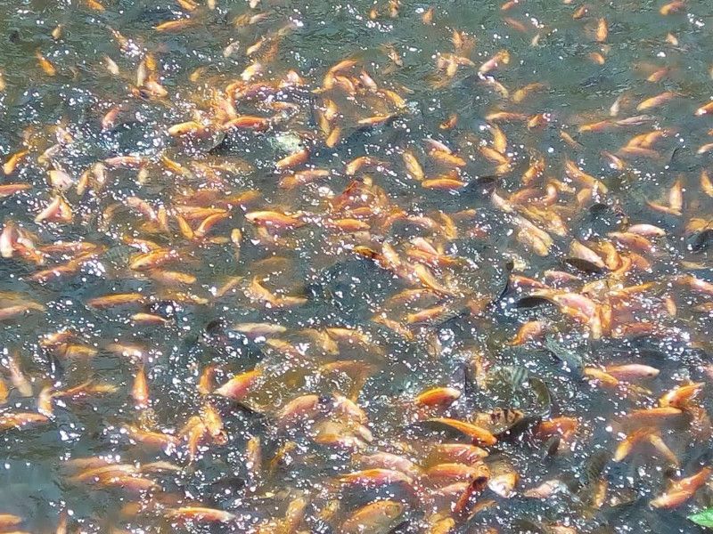Alasan Ikan Nila Tidak Mau Besar dan Cara Mengatasinya Halaman 1 - Kompasiana.com