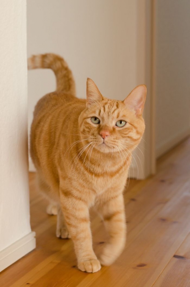 Antara Aku Kucing Oren Dan Ibuku True Story Kompasiana Com