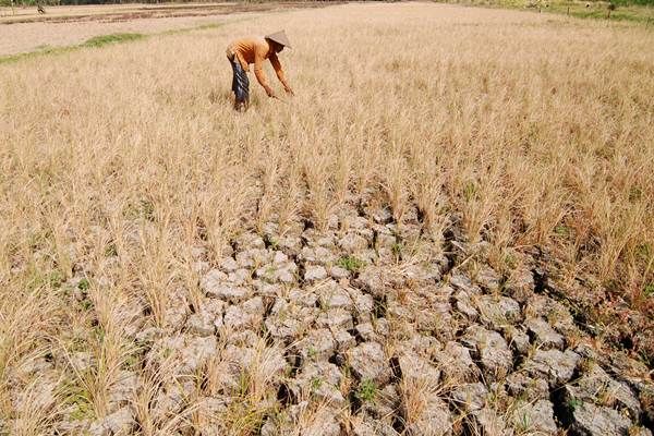 Dampak Musim Hujan dan Kemarau bagi Petani Kompasiana com Dampak Musim Hujan dan Kemarau bagi Petani Kompasiana com