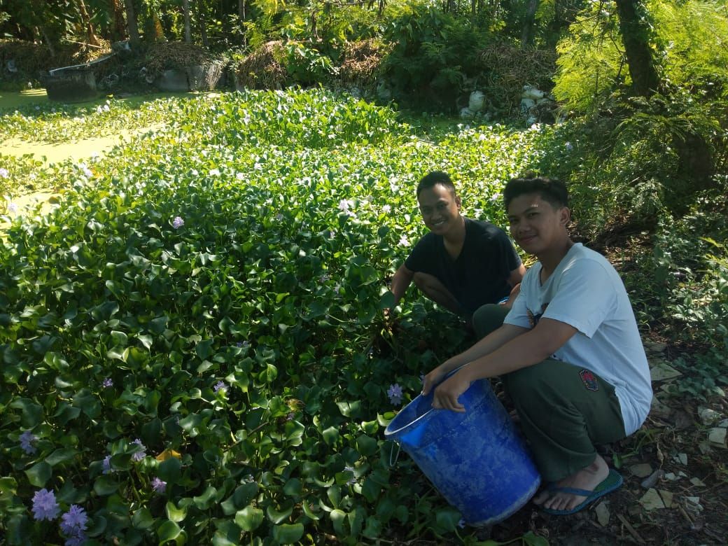 Tim 1 KKN Undip Ubah Limbah Eceng  Gondok  Menjadi Pupuk   Tim 1 KKN Undip Ubah Limbah Eceng  Gondok  Menjadi Pupuk
