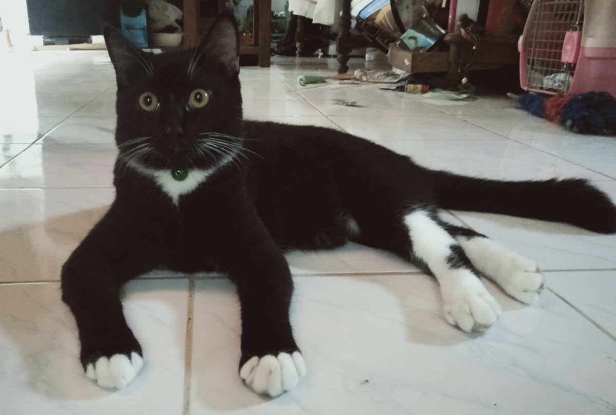 Panleukopenia Survivor Halaman All Kompasianacom Panleukopenia Survivor Halaman All Kompasianacom