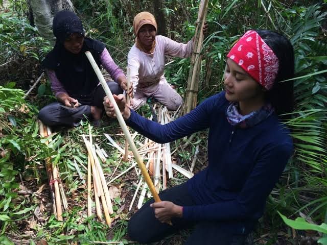 Mengenal Tanaman Ilatung Khas Kalimantan Batang dan Mengenal Tanaman Ilatung Khas Kalimantan Batang dan