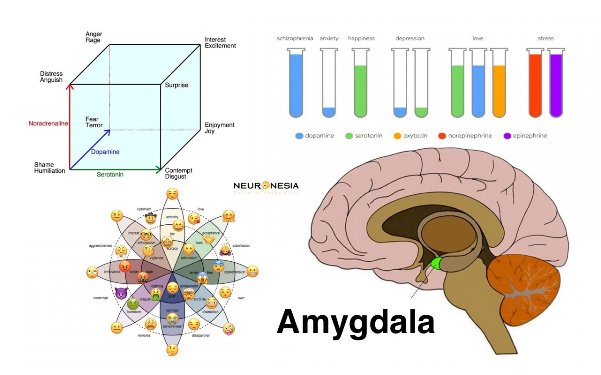 amigdala pusat otak emosional halaman 1 kompasiana com amigdala pusat otak emosional halaman 1 kompasiana com