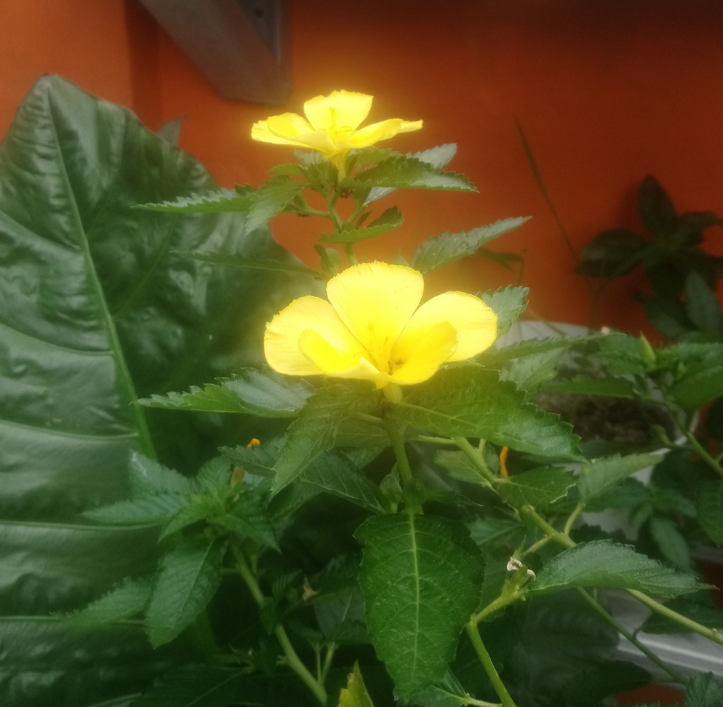 Puisi Bunga  Mekar  dan Layu Kompasiana com Puisi Bunga  Mekar  dan Layu Kompasiana com