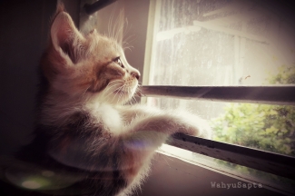 5 Alasan Saya Menyukai Kucing Salah Satunya Karena Dengkur Halaman All Kompasiana Com