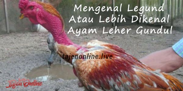 Mengenal Legund Atau Lebih Dikenal Ayam Leher Gundul Halaman 1 Kompasiana Com