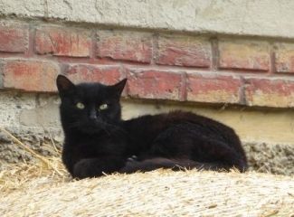 Gambar Kucing Jaman Dulu KucingComel com Gambar Kucing Jaman Dulu KucingComel com