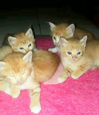 Pilih Kucing Kampung Atau Kucing Ras Halaman All Kompasiana Com