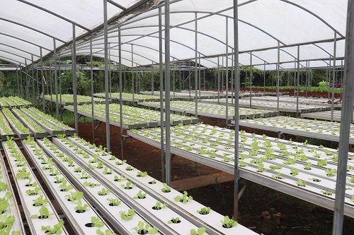 Parung Farm Si Kunci Pemasok Sayur Segar Untuk Retail Dan Restoran Ternama Kompasiana Com