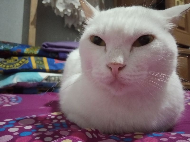 Beberapa Tanda Kasih Sayang kepada Kucing Halaman 1 - Kompasiana.com